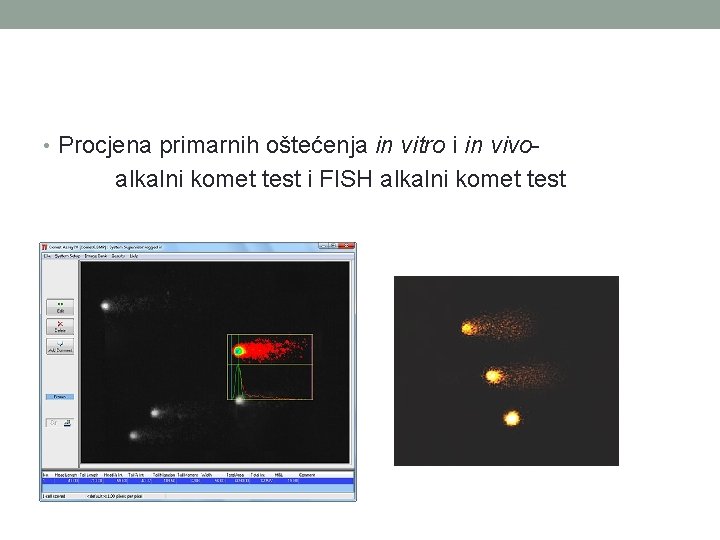  • Procjena primarnih oštećenja in vitro i in vivo- alkalni komet test i