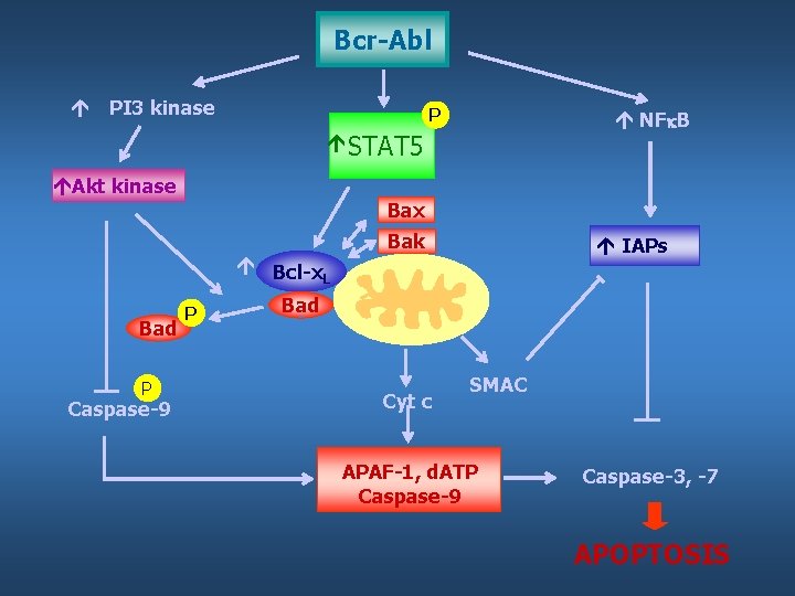 Bcr-Abl PI 3 kinase P NF B STAT 5 Akt kinase Bax Bak IAPs