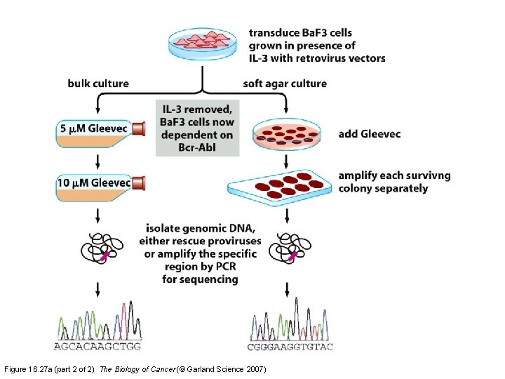 Figure 16. 27 a (part 2 of 2) The Biology of Cancer (© Garland