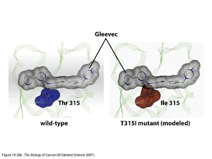 Figure 16. 26 b The Biology of Cancer (© Garland Science 2007) 