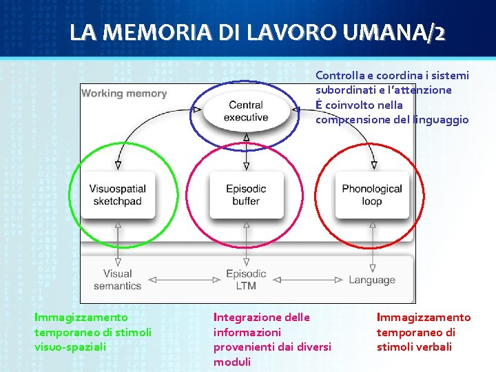 LA MEMORIA DI LAVORO UMANA/2 Controlla e coordina i sistemi subordinati e l’attenzione È