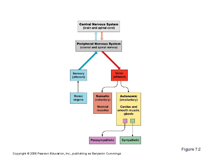 Organization of the Nervous System Figure 7. 2 Copyright © 2006 Pearson Education, Inc.