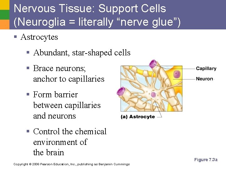 Nervous Tissue: Support Cells (Neuroglia = literally “nerve glue”) § Astrocytes § Abundant, star-shaped