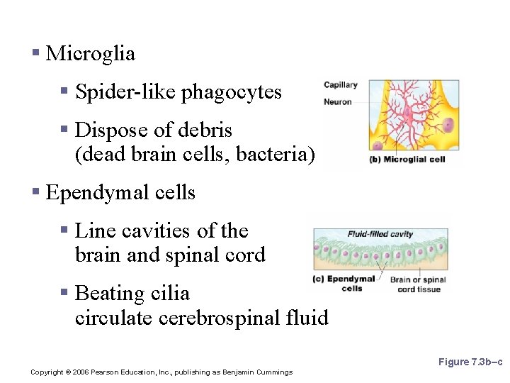 Nervous Tissue: Support Cells § Microglia § Spider-like phagocytes § Dispose of debris (dead