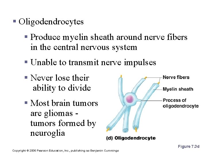 Nervous Tissue: Support Cells § Oligodendrocytes § Produce myelin sheath around nerve fibers in