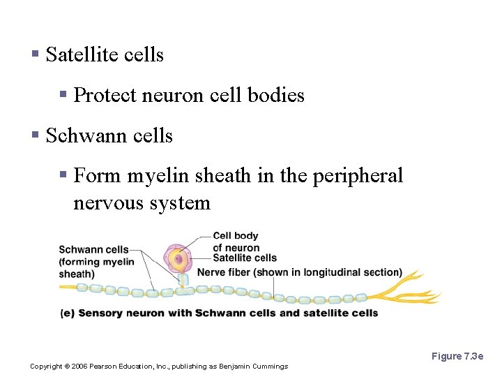 Nervous Tissue: Support Cells § Satellite cells § Protect neuron cell bodies § Schwann