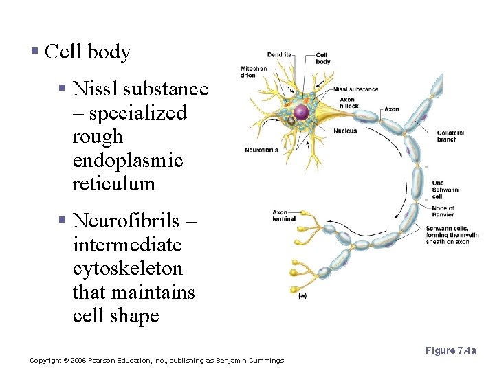 Neuron Anatomy § Cell body § Nissl substance – specialized rough endoplasmic reticulum §