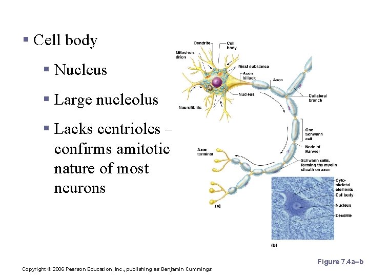 Neuron Anatomy § Cell body § Nucleus § Large nucleolus § Lacks centrioles –