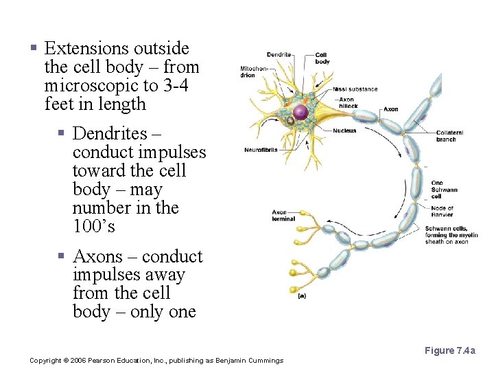 Neuron Anatomy § Extensions outside the cell body – from microscopic to 3 -4