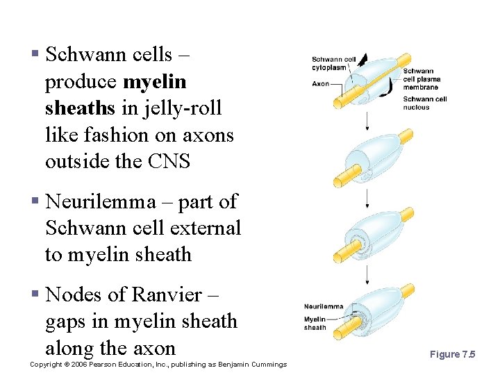 Nerve Fiber Coverings § Schwann cells – produce myelin sheaths in jelly-roll like fashion