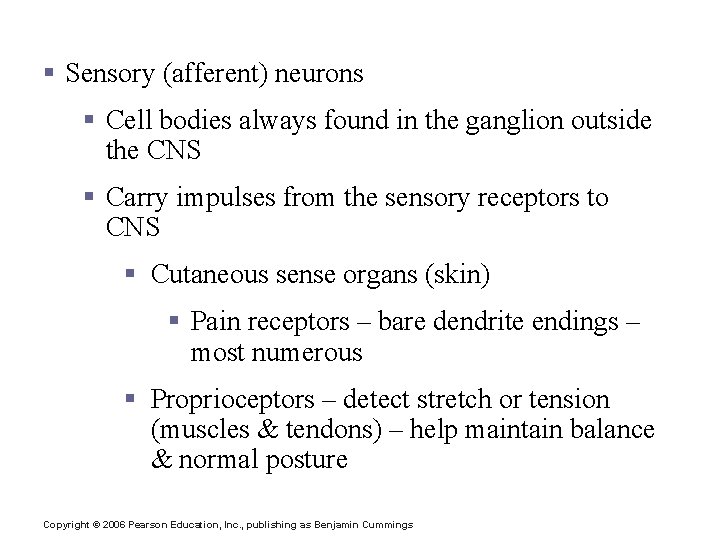 Functional Classification of Neurons § Sensory (afferent) neurons § Cell bodies always found in