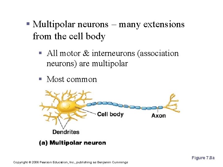 Structural Classification of Neurons § Multipolar neurons – many extensions from the cell body