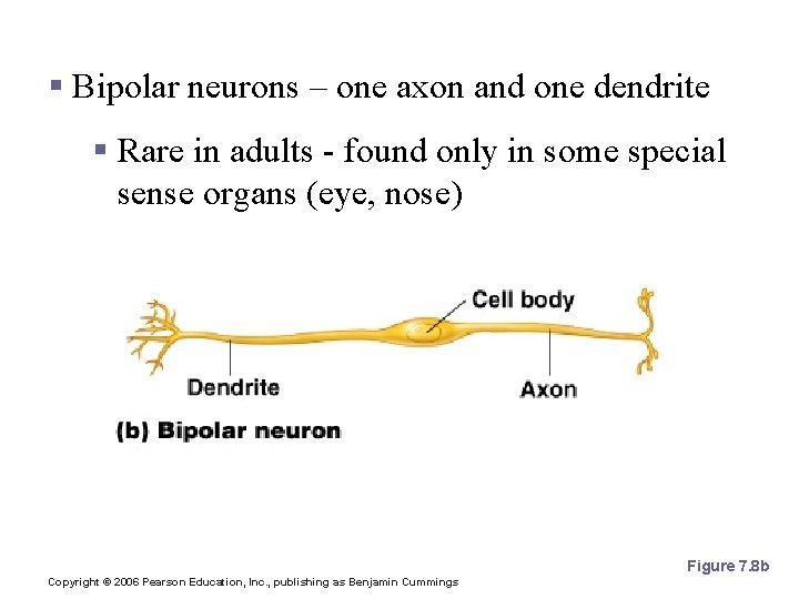 Structural Classification of Neurons § Bipolar neurons – one axon and one dendrite §