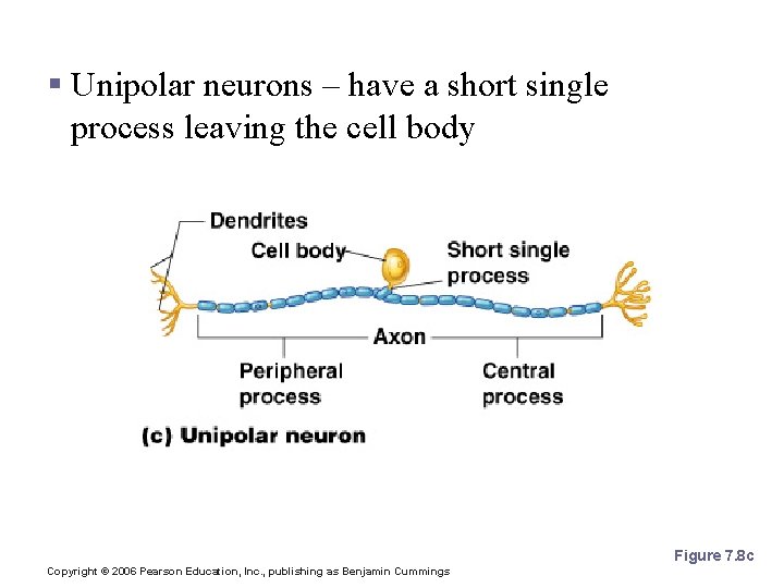 Structural Classification of Neurons § Unipolar neurons – have a short single process leaving