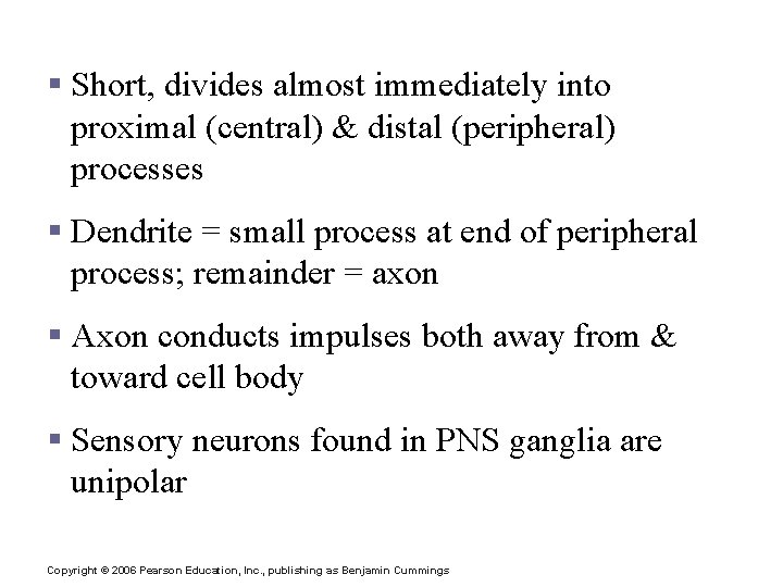 Structural Classification of Neurons § Short, divides almost immediately into proximal (central) & distal