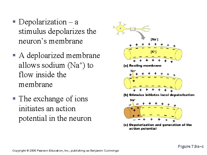 Starting a Nerve Impulse § Depolarization – a stimulus depolarizes the neuron’s membrane §