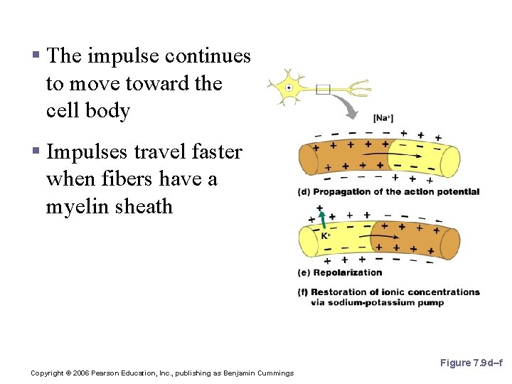 Nerve Impulse Propagation § The impulse continues to move toward the cell body §