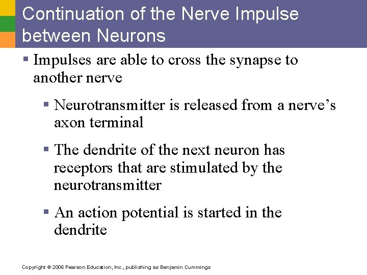 Continuation of the Nerve Impulse between Neurons § Impulses are able to cross the