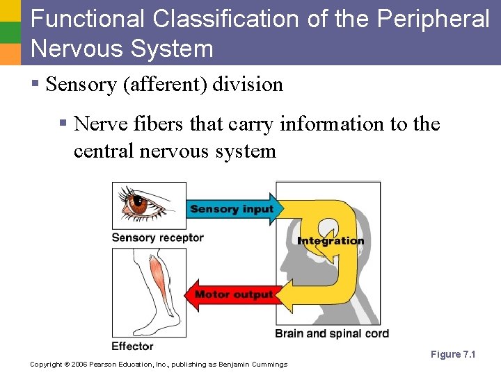 Functional Classification of the Peripheral Nervous System § Sensory (afferent) division § Nerve fibers