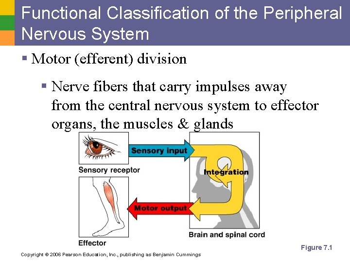 Functional Classification of the Peripheral Nervous System § Motor (efferent) division § Nerve fibers