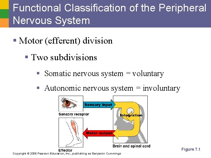 Functional Classification of the Peripheral Nervous System § Motor (efferent) division § Two subdivisions