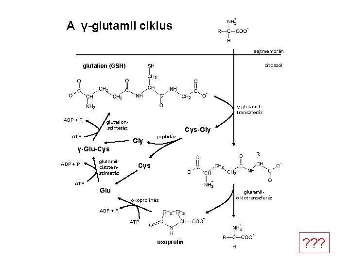A γ-glutamil ciklus sejtmembrán citoszol glutation (GSH) γ-glutamiltranszferáz ADP + Pi glutationszintetáz ATP Cys-Gly