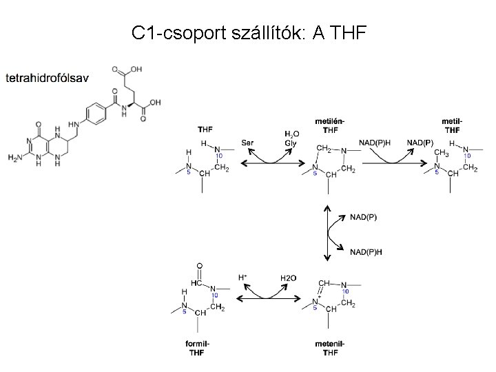 C 1 -csoport szállítók: A THF 