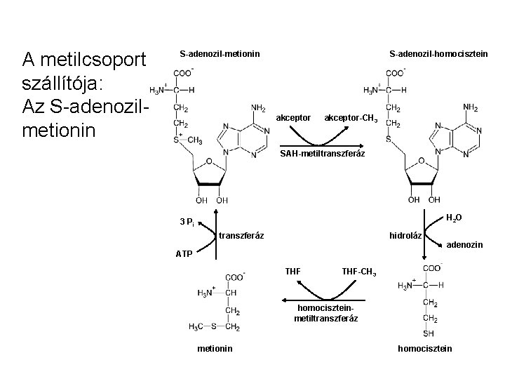 A metilcsoport szállítója: Az S-adenozilmetionin S-adenozil-homocisztein akceptor-CH 3 SAH-metiltranszferáz H 2 O 3 Pi