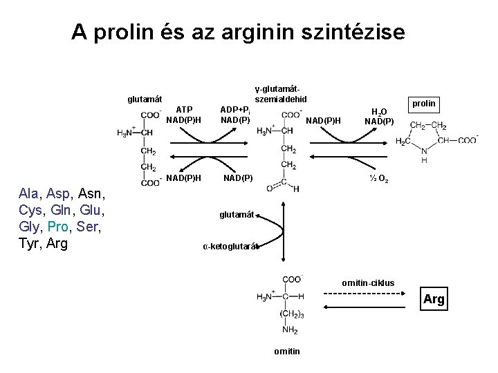 A prolin és az arginin szintézise γ-glutamátszemialdehid glutamát ATP NAD(P)H Ala, Asp, Asn, Cys,