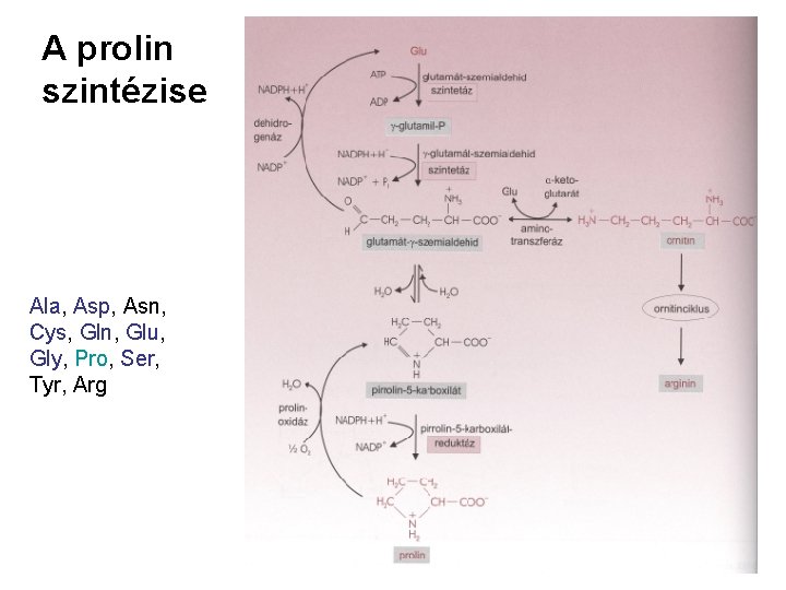 A prolin szintézise Ala, Asp, Asn, Cys, Gln, Glu, Gly, Pro, Ser, Tyr, Arg