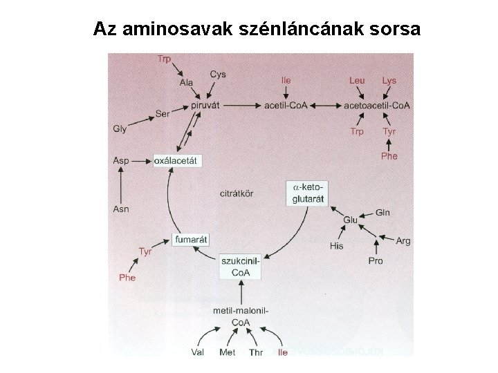 Az aminosavak szénláncának sorsa 