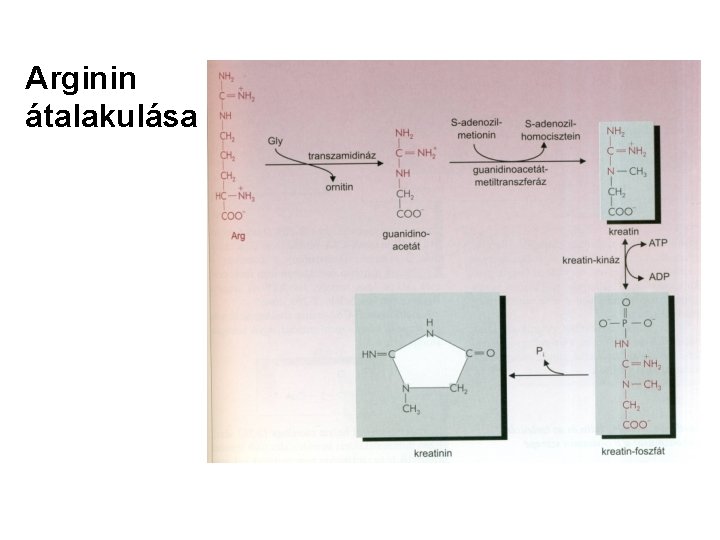 Arginin átalakulása 