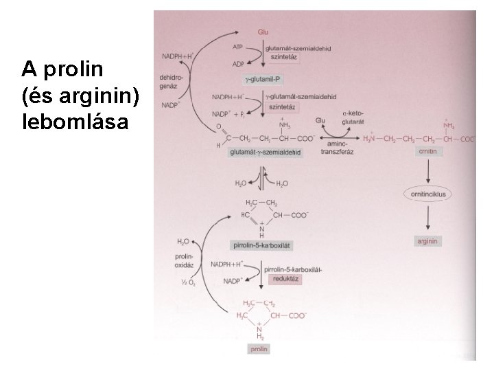 A prolin (és arginin) lebomlása 