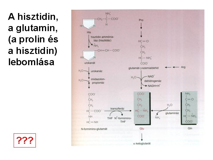 A hisztidin, a glutamin, (a prolin és a hisztidin) lebomlása ? ? ? 