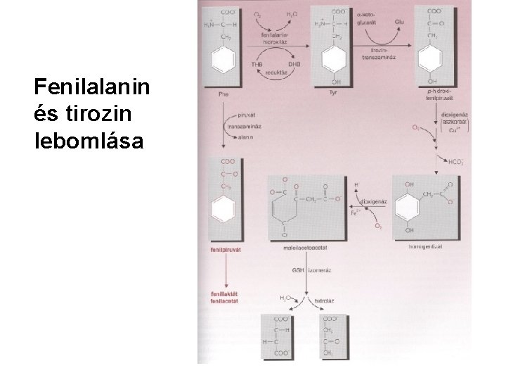 Fenilalanin és tirozin lebomlása 