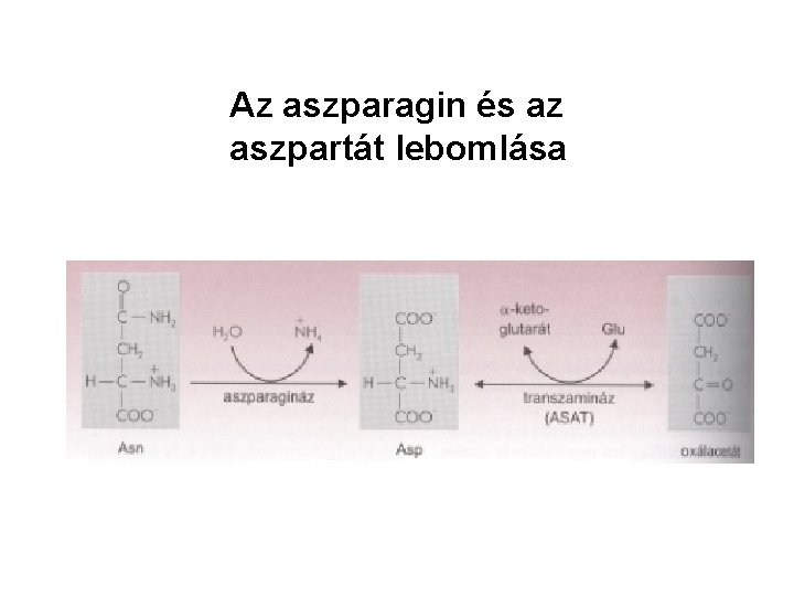 Az aszparagin és az aszpartát lebomlása 