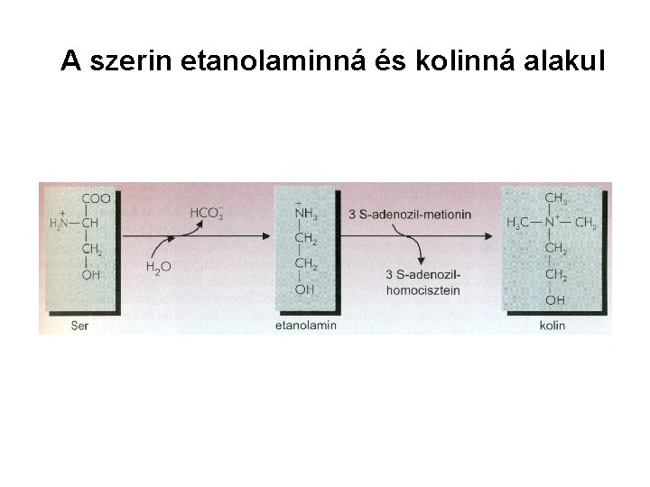 A szerin etanolaminná és kolinná alakul 