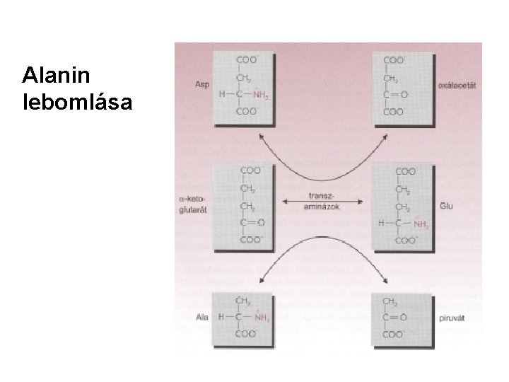 Alanin lebomlása 