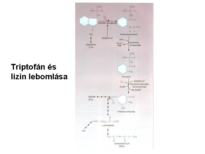 Triptofán és lizin lebomlása 