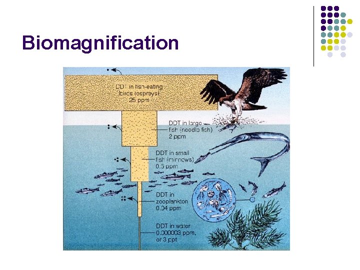 Biomagnification 