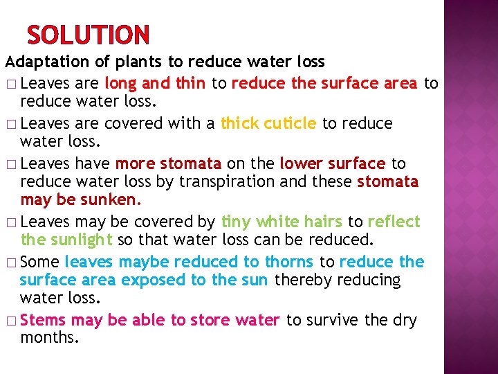 SOLUTION Adaptation of plants to reduce water loss � Leaves are long and thin