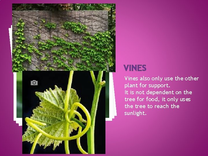 VINES Vines also only use the other plant for support. It is not dependent