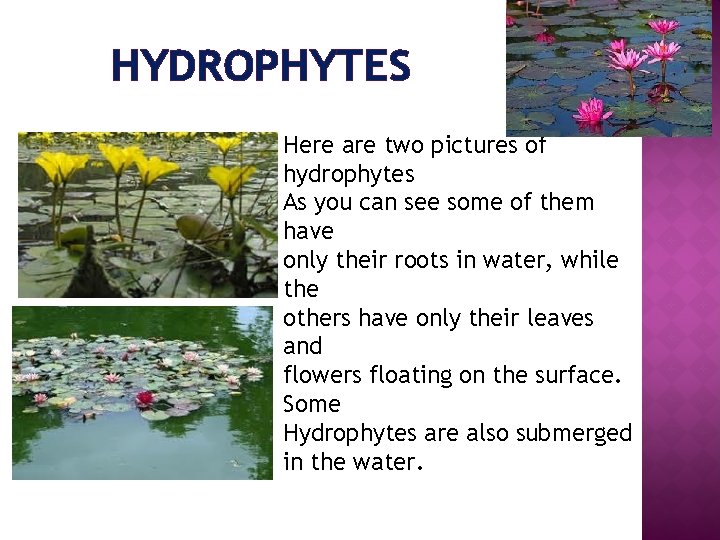 HYDROPHYTES Here are two pictures of hydrophytes As you can see some of them