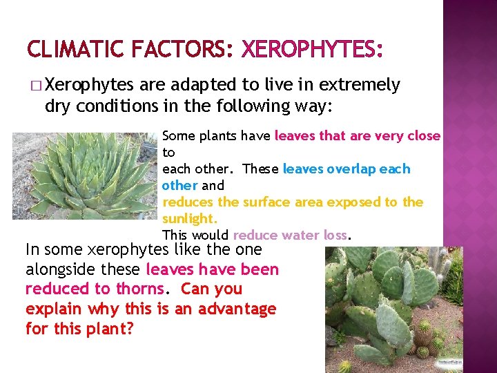 CLIMATIC FACTORS: XEROPHYTES: � Xerophytes are adapted to live in extremely dry conditions in