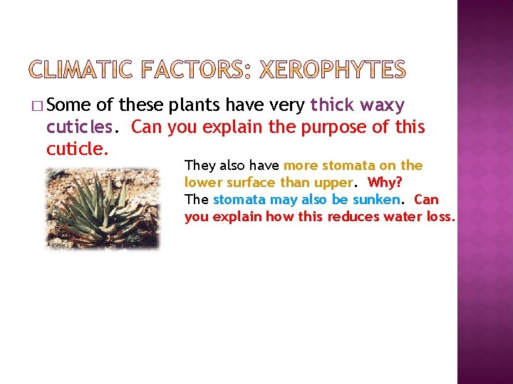 � Some of these plants have very thick waxy cuticles. Can you explain the