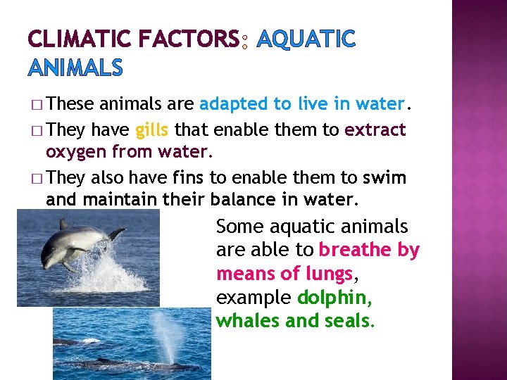 CLIMATIC FACTORS AQUATIC ANIMALS � These animals are adapted to live in water. �