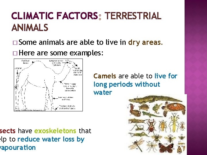 CLIMATIC FACTORS TERRESTRIAL ANIMALS � Some animals are able to live in dry areas.