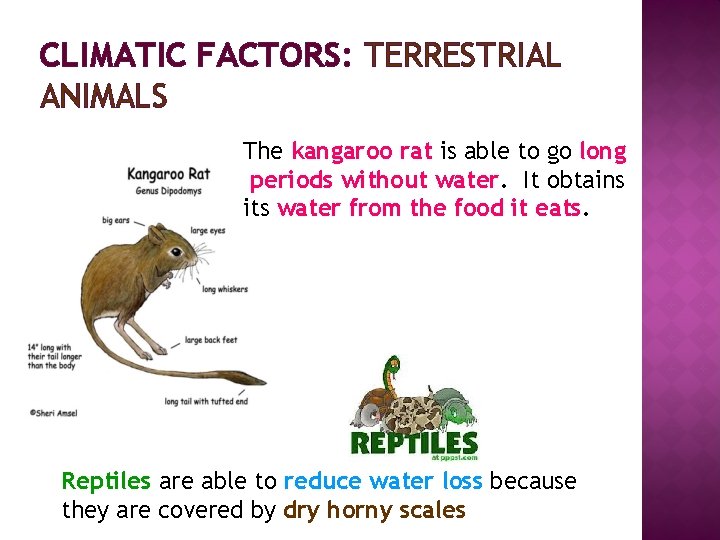 CLIMATIC FACTORS: TERRESTRIAL ANIMALS The kangaroo rat is able to go long periods without