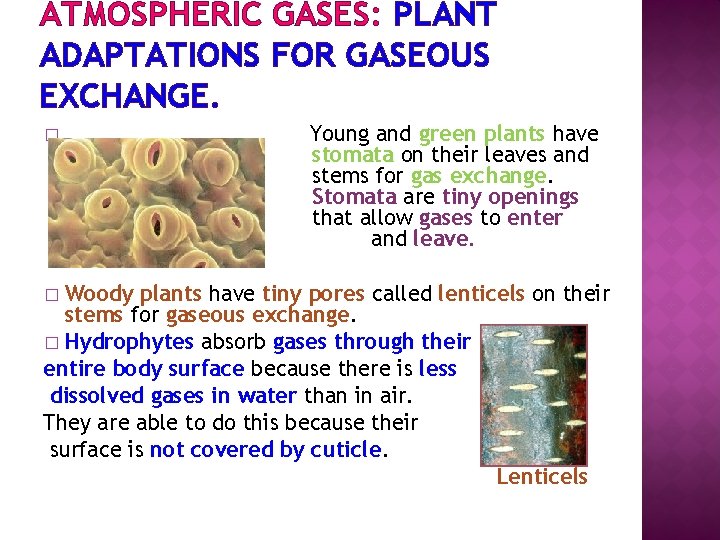 ATMOSPHERIC GASES: PLANT ADAPTATIONS FOR GASEOUS EXCHANGE. � Young and green plants have stomata