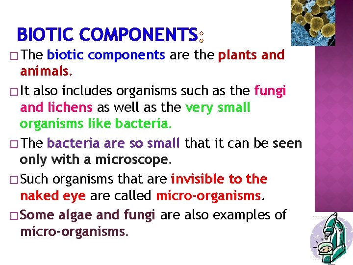 BIOTIC COMPONENTS � The biotic components are the plants and animals. � It also